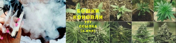 крисы Корсаков
